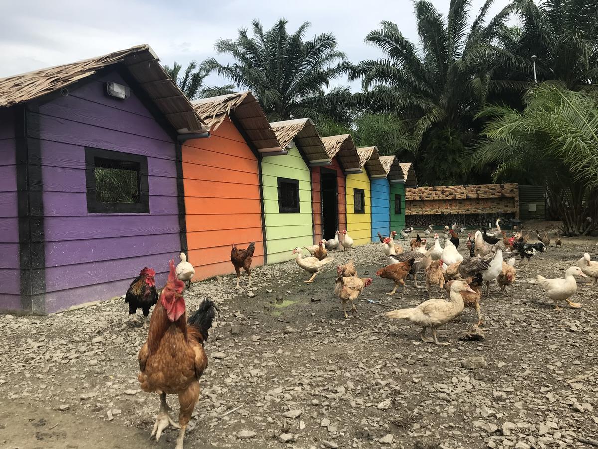 Kampong Bukit Panjang Sinar Eco Resort المظهر الخارجي الصورة